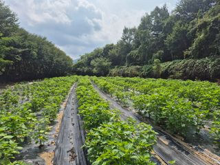 이지은님의 들깨 · 영농일지 작성글 사진