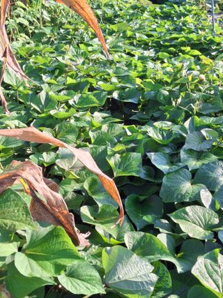 체리123님의 고구마 · 영농일지 작성글 사진