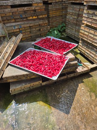 뚜벅이님의 기타작물 · 영농일지 작성글 사진