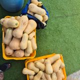 팜모닝 호박·영농일지 게시글 이미지