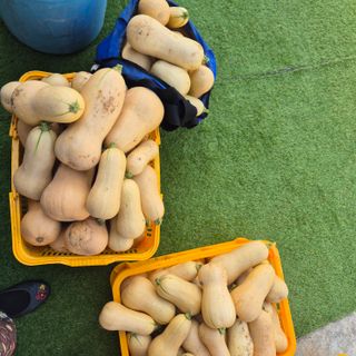 양자양행복농장님의 호박 · 영농일지 작성글 사진