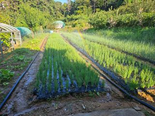 장흥식님의 파 · 영농일지 작성글 사진