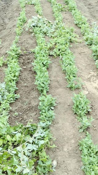 옥수수21458님의 기타작물 · 영농일지 작성글 사진