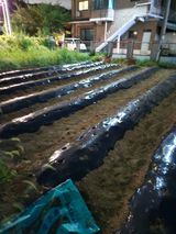 팜모닝 기타작물·영농일지 게시글 이미지