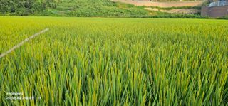 초보농부님의 벼 · 영농일지 작성글 사진