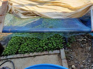 12345우각장당리님의 배추 · 영농일지 작성글 사진