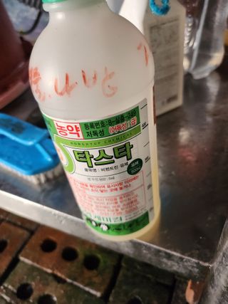 김진영님님의 옥수수 · 영농일지 작성글 사진