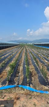 팜모닝 기타작물·영농일지 게시글 이미지