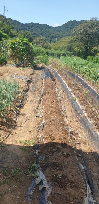 정천복님의 기타작물 · 영농일지 작성글 사진