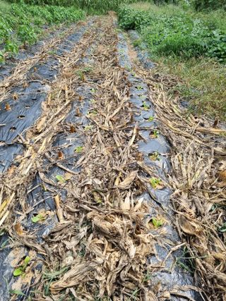 심기섭님의 기타작물 · 영농일지 작성글 사진