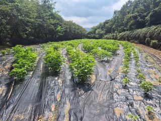이지은님의 들깨 · 영농일지 작성글 사진