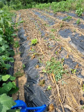 심기섭님의 기타작물 · 영농일지 작성글 사진