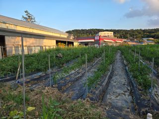 뚜벅이님의 기타작물 · 영농일지 작성글 사진