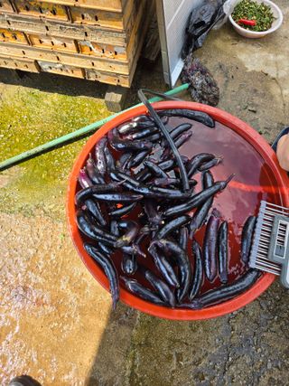 뚜벅이님의 기타작물 · 영농일지 작성글 사진