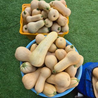 양자양행복농장님의 호박 · 영농일지 작성글 사진