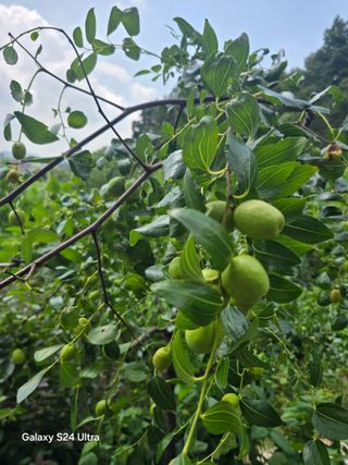 소병찬님의 고추 · 영농일지 작성글 사진