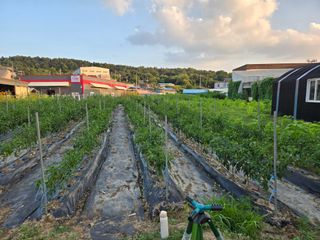 뚜벅이님의 기타작물 · 영농일지 작성글 사진