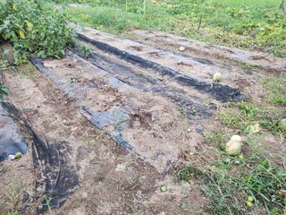 트랜스지방님의 기타작물 · 영농일지 작성글 사진