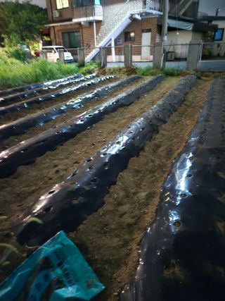 뚜벅이님의 기타작물 · 영농일지 작성글 사진