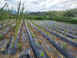 전선경님의 참깨 · 영농일지 작성글 사진
