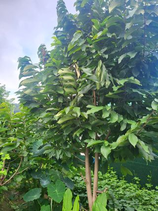 김명숙님의 기타작물 · 영농일지 작성글 사진