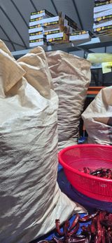 팜모닝 고추·영농일지 게시글 이미지