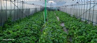 알 수 없음님의 기타작물 · 영농일지 작성글 사진