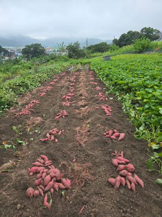 김대기님의 기타작물 · 영농일지 작성글 사진