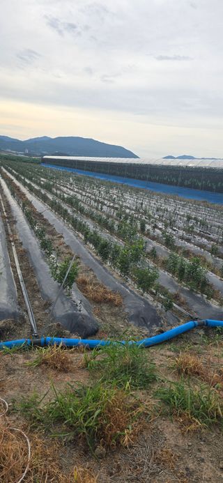 장동휘님의 기타작물 · 영농일지 작성글 사진