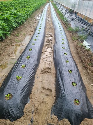 고추님의 배추 · 영농일지 작성글 사진