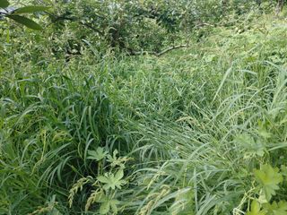 단감당감님의 감 · 영농일지 작성글 사진