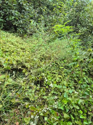 팜모닝회원류한배님의 기타작물 · 영농일지 작성글 사진