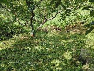 단감당감님의 감 · 영농일지 작성글 사진