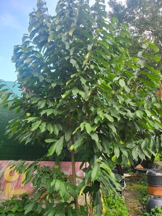 김명숙님의 기타작물 · 영농일지 작성글 사진