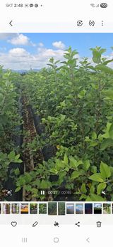 팜모닝 기타작물·영농일지 게시글 이미지