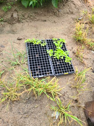 고추님의 배추 · 영농일지 작성글 사진