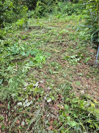 팜모닝회원류한배님의 기타작물 · 영농일지 작성글 사진