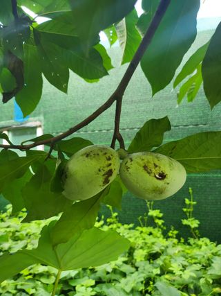 김명숙님의 기타작물 · 영농일지 작성글 사진