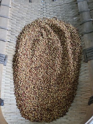 예천댁이님의 기타작물 · 영농일지 작성글 사진