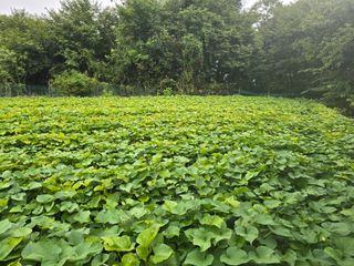 김대기님의 기타작물 · 영농일지 작성글 사진