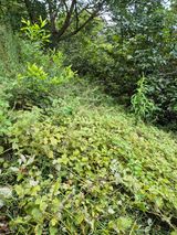 팜모닝 기타작물·영농일지 게시글 이미지