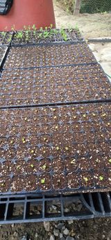 팜모닝 배추·영농일지 게시글 이미지