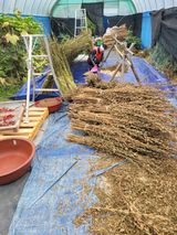 팜모닝 참깨·영농일지 게시글 이미지