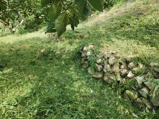 단감당감님의 감 · 영농일지 작성글 사진