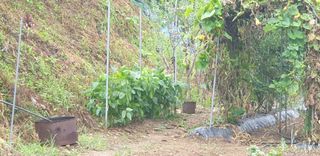 정천복님의 기타작물 · 영농일지 작성글 사진