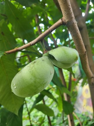 김명숙님의 기타작물 · 영농일지 작성글 사진