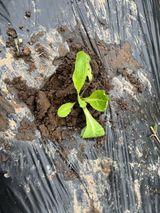 팜모닝 배추·영농일지 게시글 이미지