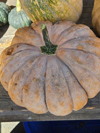 김해열님의 기타작물 · 영농일지 작성글 사진