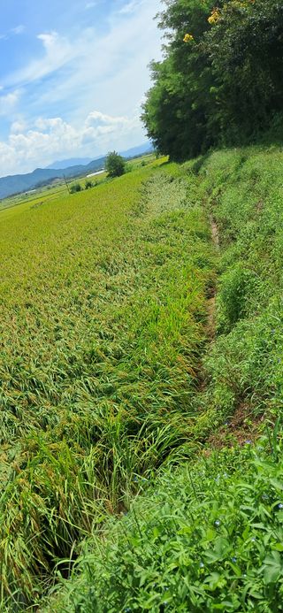 이복길님의 벼 · 영농일지 작성글 사진