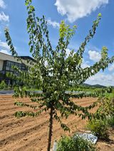 팜모닝 기타작물·영농일지 게시글 이미지